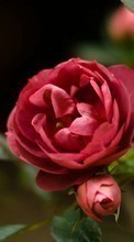 Lade kostenlos 540x960 Hintergrundbilder Pflanzen,Blumen,Roses für Handy oder Tablet herunter.
