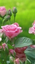 Lade kostenlos 1024x768 Hintergrundbilder Pflanzen,Blumen,Roses für Handy oder Tablet herunter.