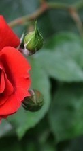 Lade kostenlos Hintergrundbilder Blumen,Roses,Pflanzen für Handy oder Tablet herunter.