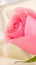 Lade kostenlos Hintergrundbilder Roses,Pflanzen,Blumen für Handy oder Tablet herunter.