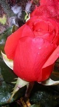 Pflanzen,Blumen,Roses für Nokia E5
