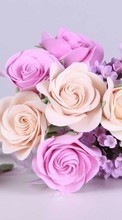 Lade kostenlos Hintergrundbilder Roses,Pflanzen,Blumen für Handy oder Tablet herunter.