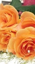 Pflanzen,Blumen,Roses für Acer CloudMobile S500