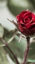 Pflanzen,Blumen,Roses für Sony Xperia Z2 Tablet