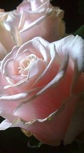 Blumen,Pflanzen,Roses für Sony Xperia 5 II