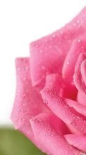 Blumen,Pflanzen,Roses für HTC Desire X