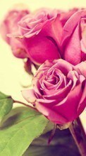 Blumen,Pflanzen,Roses für Samsung Galaxy Win Pro
