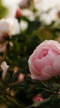 Blumen,Pflanzen,Roses für BlackBerry Storm 9500