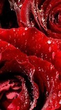 Blumen,Pflanzen,Roses für Samsung Galaxy S6 EDGE Plus