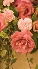 Lade kostenlos Hintergrundbilder Blumen,Pflanzen,Roses für Handy oder Tablet herunter.