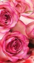 Lade kostenlos Hintergrundbilder Blumen,Pflanzen,Roses für Handy oder Tablet herunter.