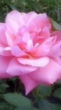 Pflanzen,Blumen,Roses für HTC Desire C