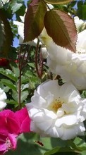 Lade kostenlos 240x320 Hintergrundbilder Pflanzen,Blumen,Roses für Handy oder Tablet herunter.
