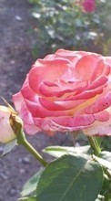 Pflanzen,Blumen,Roses für Sony Xperia Z5 Premium