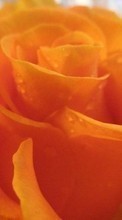 Lade kostenlos 320x480 Hintergrundbilder Pflanzen,Blumen,Roses für Handy oder Tablet herunter.