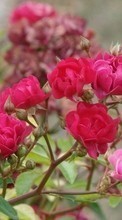 Pflanzen,Blumen,Roses für Lenovo K4 Note