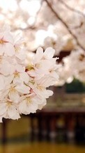 Lade kostenlos Hintergrundbilder Pflanzen,Blumen,Sakura für Handy oder Tablet herunter.