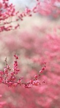 Lade kostenlos Hintergrundbilder Blumen,Pflanzen,Sakura für Handy oder Tablet herunter.