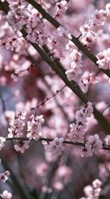 Lade kostenlos 240x320 Hintergrundbilder Pflanzen,Blumen,Kirsche,Sakura für Handy oder Tablet herunter.