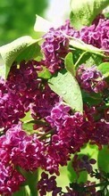 Lade kostenlos Hintergrundbilder Pflanzen,Blumen,Lilac für Handy oder Tablet herunter.