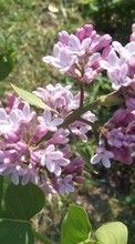 Lade kostenlos Hintergrundbilder Pflanzen,Blumen,Lilac für Handy oder Tablet herunter.