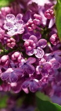 Lade kostenlos Hintergrundbilder Blumen,Lilac,Pflanzen für Handy oder Tablet herunter.