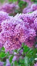 Lade kostenlos Hintergrundbilder Blumen,Pflanzen,Lilac für Handy oder Tablet herunter.