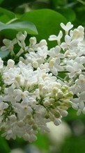 Lade kostenlos Hintergrundbilder Blumen,Pflanzen,Lilac für Handy oder Tablet herunter.