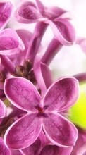Lade kostenlos 320x240 Hintergrundbilder Pflanzen,Blumen,Lilac für Handy oder Tablet herunter.