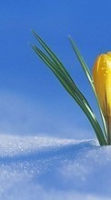 Lade kostenlos Hintergrundbilder Pflanzen,Blumen,Schnee für Handy oder Tablet herunter.