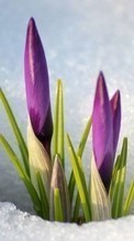 Lade kostenlos Hintergrundbilder Pflanzen,Winterreifen,Blumen,Schnee für Handy oder Tablet herunter.