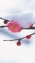 Lade kostenlos 240x400 Hintergrundbilder Pflanzen,Winterreifen,Blumen,Schnee für Handy oder Tablet herunter.