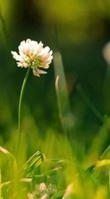Lade kostenlos Hintergrundbilder Pflanzen,Blumen,Grass für Handy oder Tablet herunter.