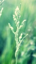 Lade kostenlos Hintergrundbilder Blumen,Pflanzen,Grass für Handy oder Tablet herunter.