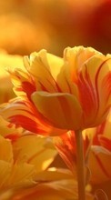 Lade kostenlos 800x480 Hintergrundbilder Pflanzen,Blumen,Tulpen für Handy oder Tablet herunter.