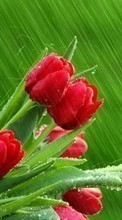 Lade kostenlos 720x1280 Hintergrundbilder Pflanzen,Blumen,Tulpen für Handy oder Tablet herunter.