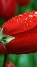 Lade kostenlos 320x480 Hintergrundbilder Pflanzen,Blumen,Tulpen für Handy oder Tablet herunter.