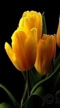 Lade kostenlos 1080x1920 Hintergrundbilder Pflanzen,Blumen,Tulpen für Handy oder Tablet herunter.