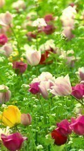 Pflanzen,Blumen,Tulpen für Samsung C3510