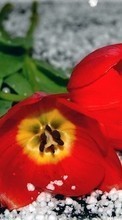 Lade kostenlos 320x480 Hintergrundbilder Pflanzen,Blumen,Tulpen für Handy oder Tablet herunter.