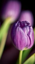 Lade kostenlos 1024x768 Hintergrundbilder Pflanzen,Blumen,Tulpen für Handy oder Tablet herunter.