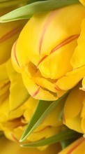 Pflanzen,Blumen,Tulpen für Samsung Galaxy Core 2