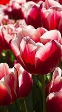 Lade kostenlos Hintergrundbilder Tulpen,Pflanzen,Blumen für Handy oder Tablet herunter.