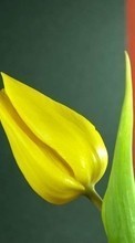 Tulpen,Pflanzen,Blumen für Samsung Galaxy A51