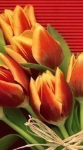 Lade kostenlos Hintergrundbilder Blumen,Tulpen,Pflanzen für Handy oder Tablet herunter.
