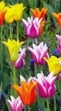 Pflanzen,Blumen,Tulpen für Meizu M2 Mini