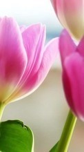 Blumen,Pflanzen,Tulpen für Asus Zenfone 4