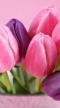 Lade kostenlos Hintergrundbilder Blumen,Pflanzen,Tulpen für Handy oder Tablet herunter.