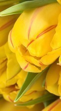 Blumen,Pflanzen,Tulpen für Nokia 500