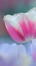 Lade kostenlos Hintergrundbilder Blumen,Pflanzen,Tulpen für Handy oder Tablet herunter.